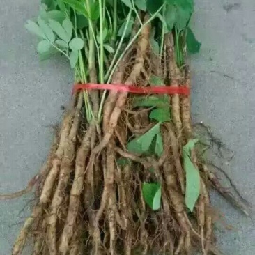 牡丹苗，牡丹苗批发，占地牡丹苗，盆栽牡丹，