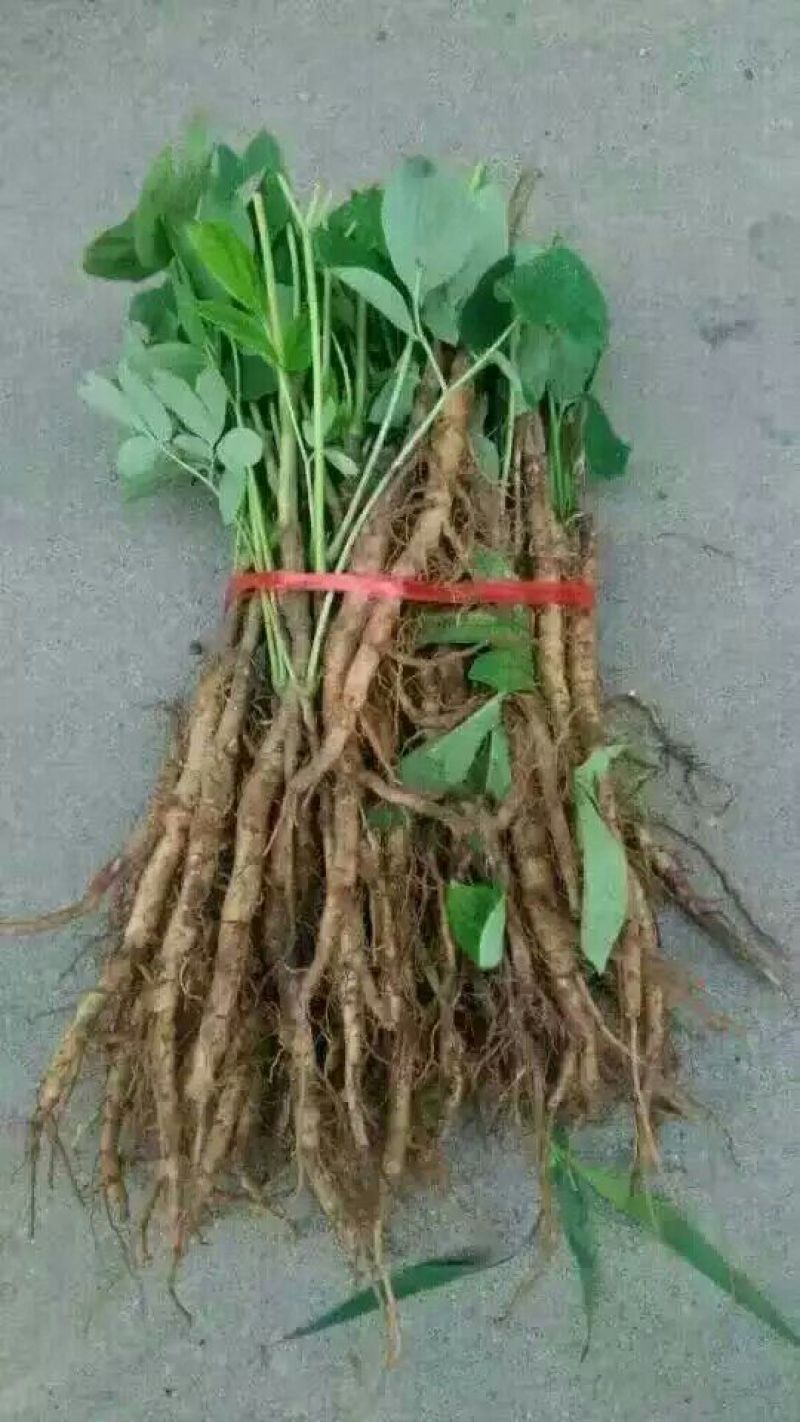 牡丹苗，牡丹苗批发，占地牡丹苗，盆栽牡丹，