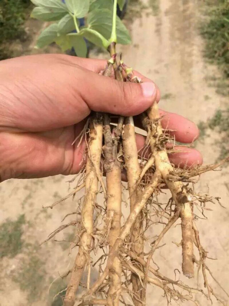 牡丹苗，牡丹苗批发，占地牡丹苗，盆栽牡丹，