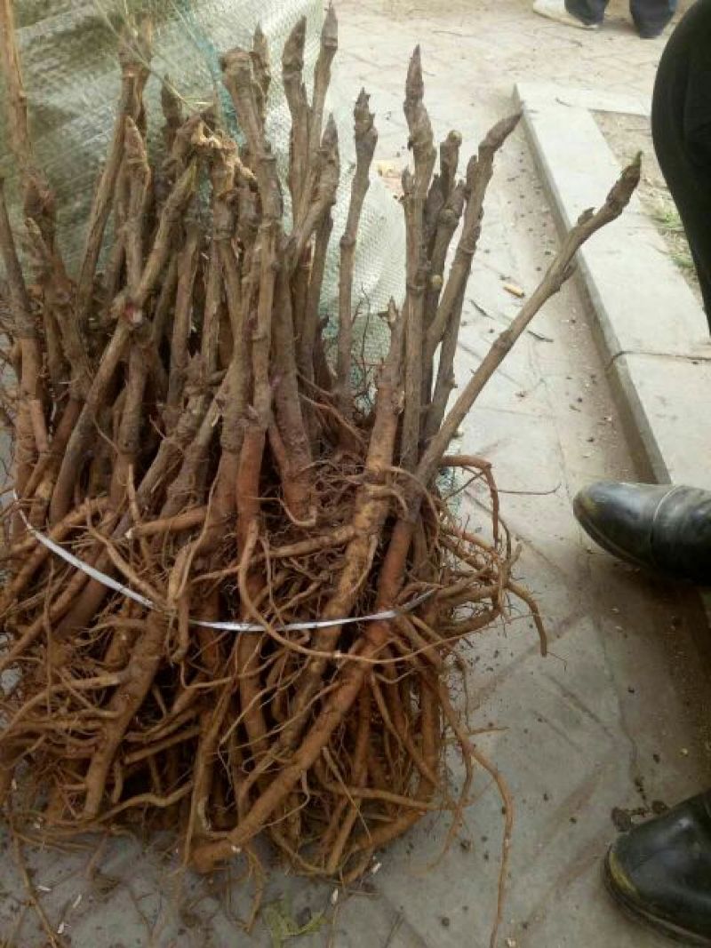 牡丹苗，牡丹苗批发，占地牡丹苗，盆栽牡丹，