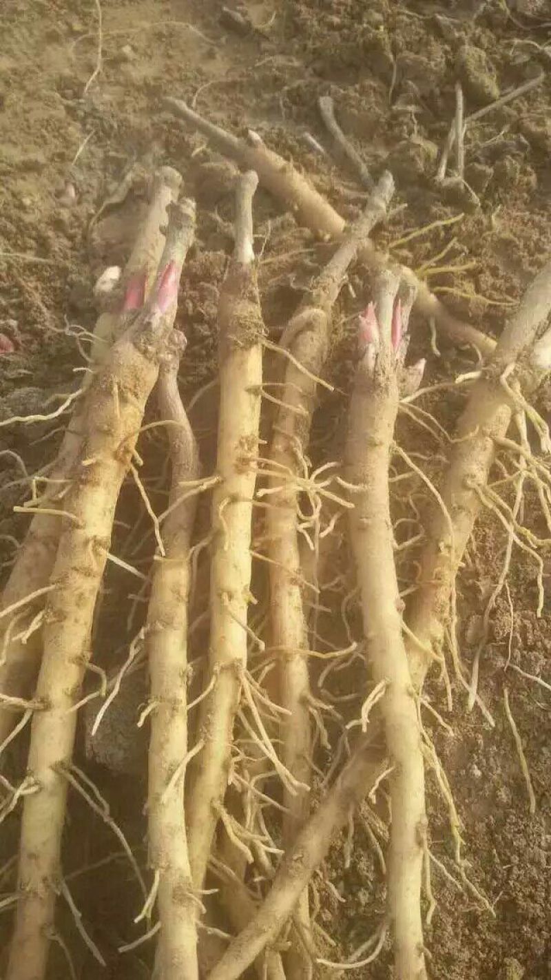 牡丹苗，牡丹苗批发，占地牡丹苗，盆栽牡丹，