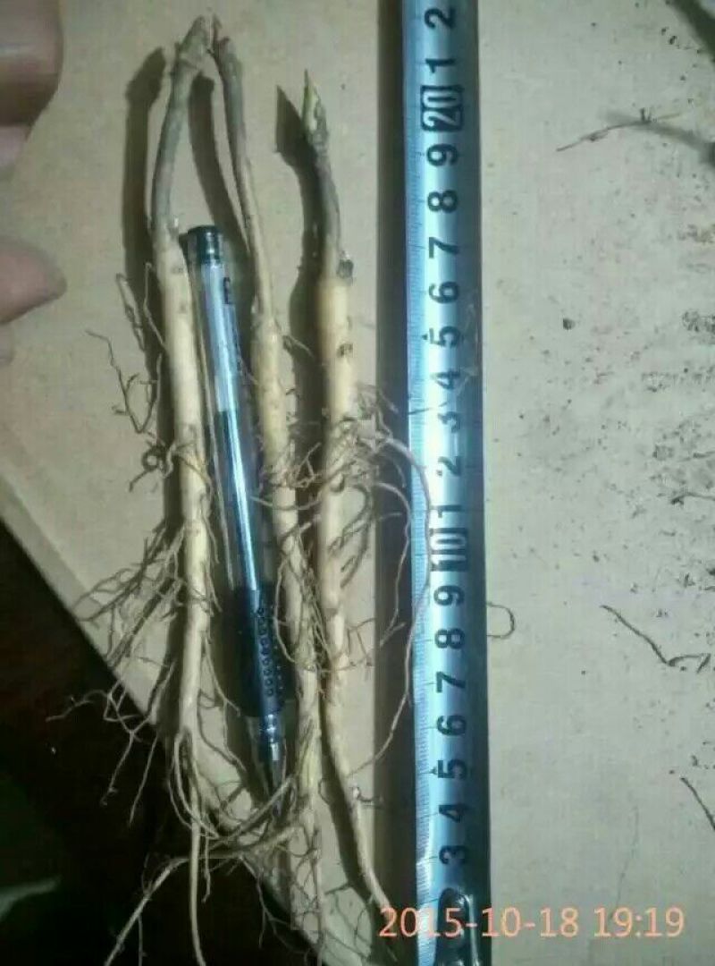牡丹苗，牡丹苗批发，占地牡丹苗，盆栽牡丹，