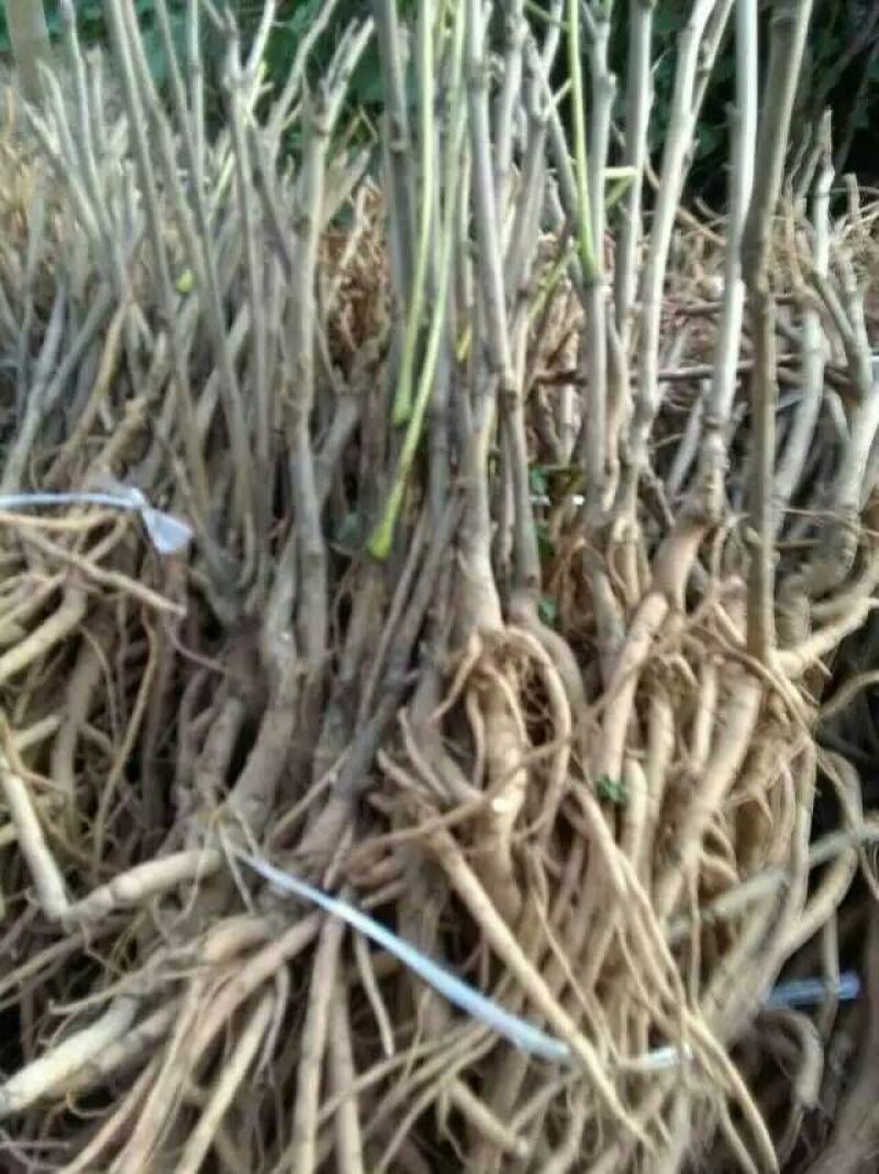 牡丹苗，牡丹苗批发，占地牡丹苗，盆栽牡丹，