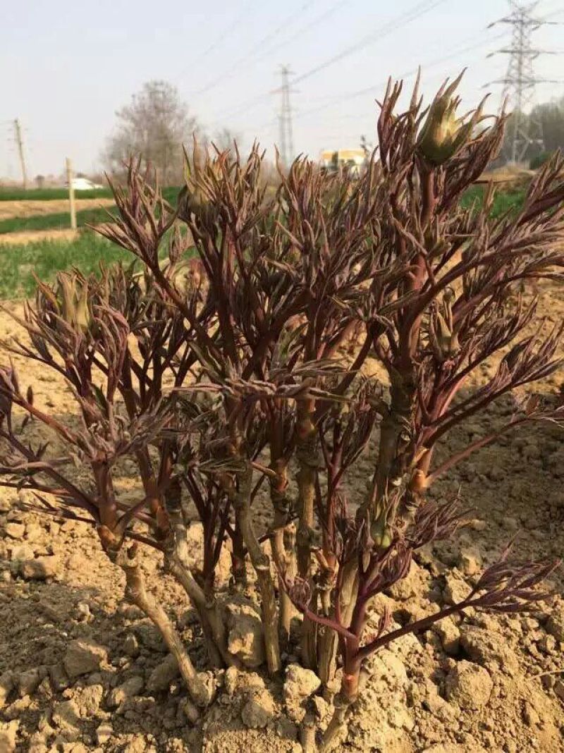 牡丹苗，牡丹苗批发，占地牡丹苗，盆栽牡丹，