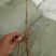 牡丹苗，牡丹苗批发，占地牡丹苗，盆栽牡丹，
