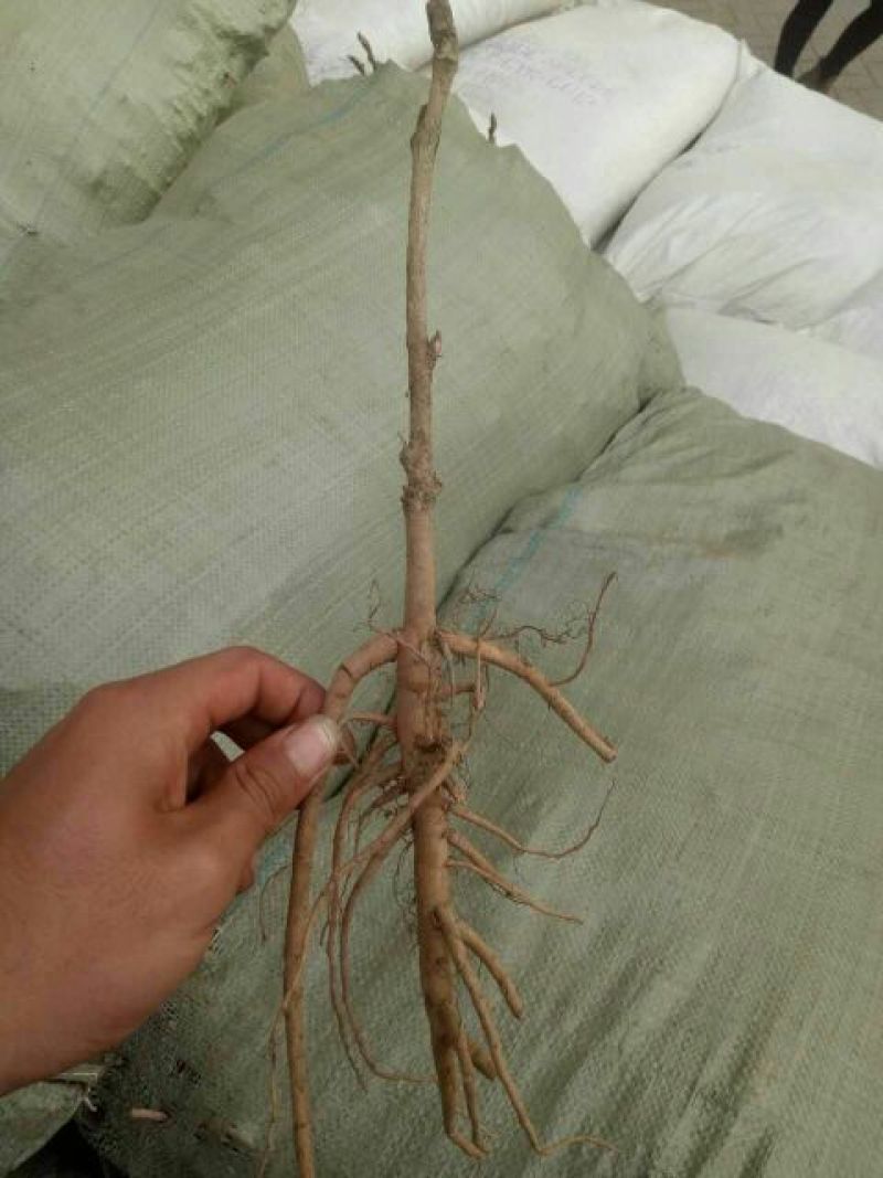 牡丹苗，牡丹苗批发，占地牡丹苗，盆栽牡丹，