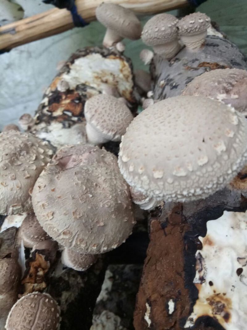鲜香菇不开伞1%3.5cm以下
