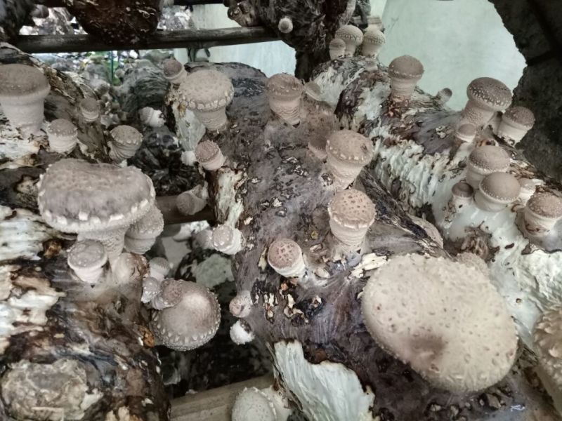 鲜香菇不开伞1%3.5cm以下