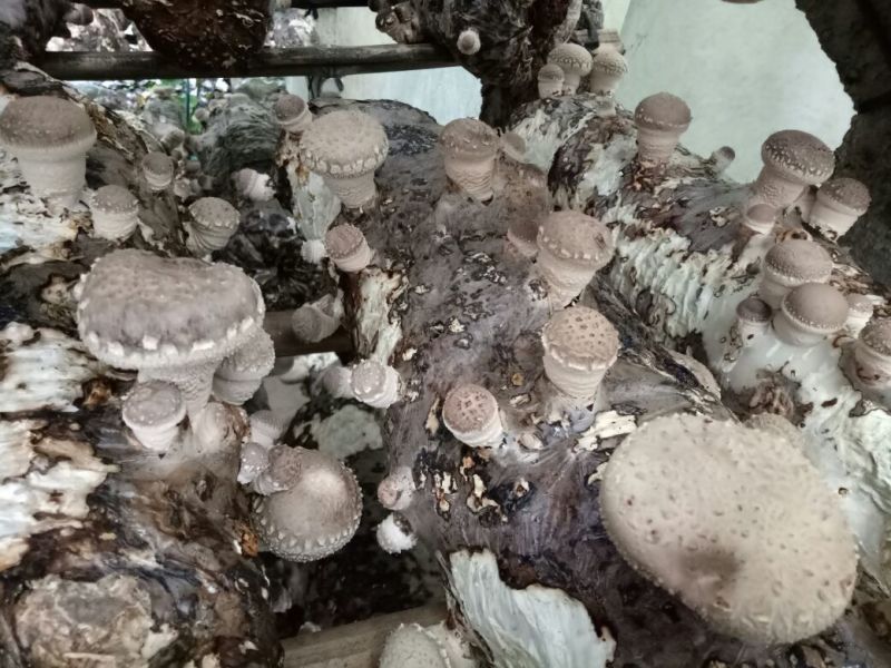 鲜香菇不开伞1%3.5cm以下