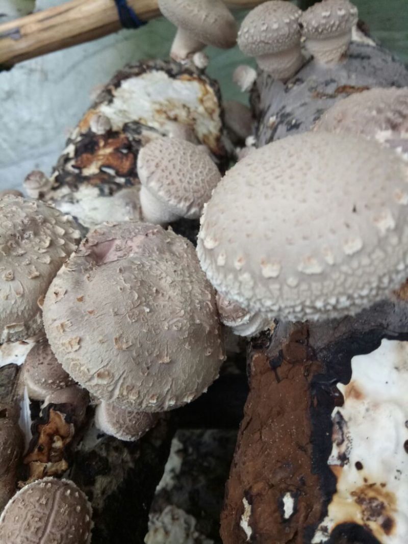 鲜香菇不开伞1%3.5cm以下