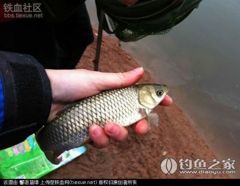 黄金鲫垂钓