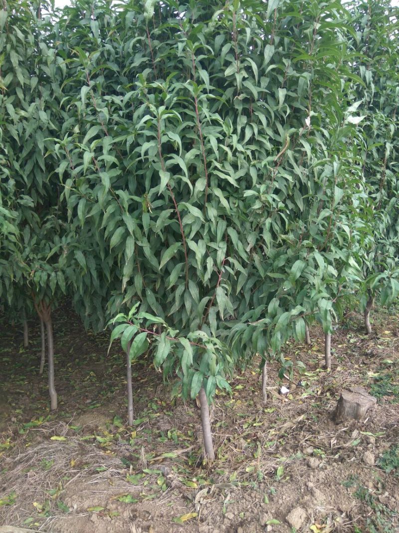龙柱碧桃，招手碧桃，碧桃，保证质量包装车