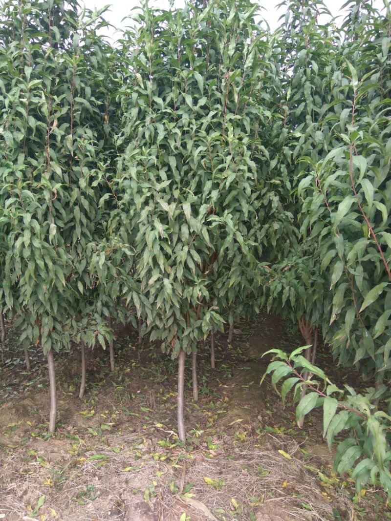龙柱碧桃，招手碧桃，碧桃，保证质量包装车