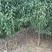 【绿化苗】龙柱碧桃招手碧桃山东碧桃基地，专业育苗基地