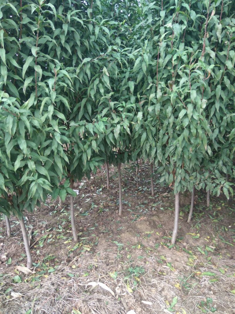 【绿化苗】龙柱碧桃招手碧桃山东碧桃基地，专业育苗基地