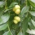 红火箭紫薇1米以下2~4cm0.5~1米