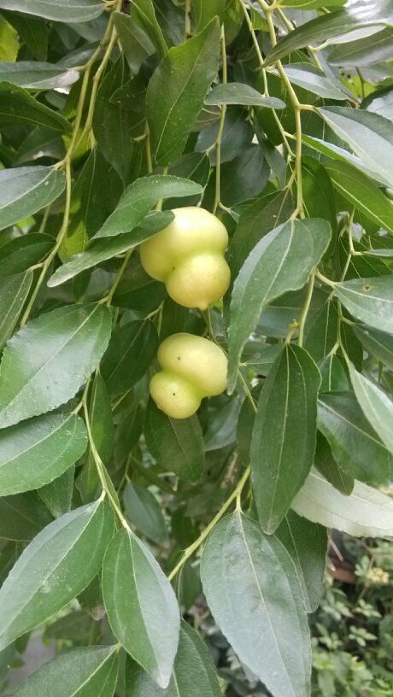 红火箭紫薇1米以下2~4cm0.5~1米