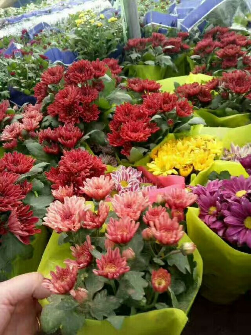 菊花苗