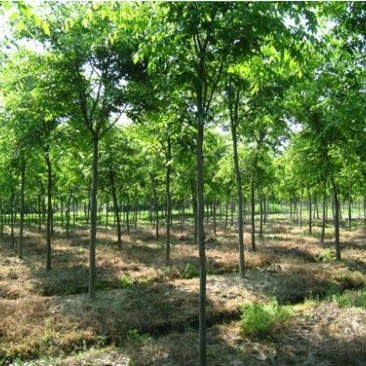 榉树胸径10公分全冠精品树形江苏本地苗，无沙土