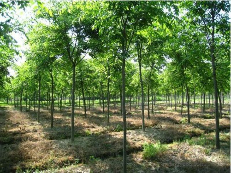 榉树胸径10公分全冠精品树形江苏本地苗，无沙土