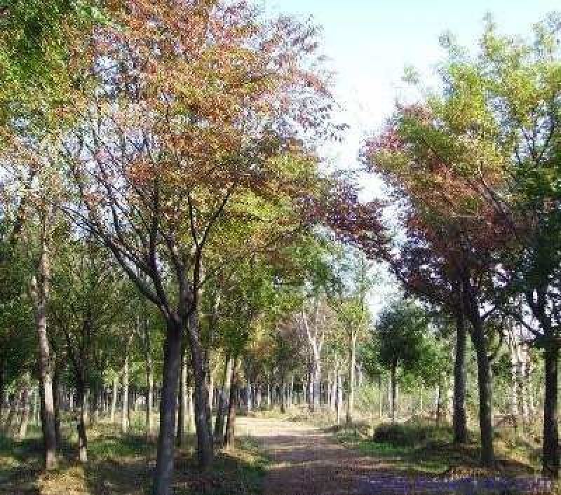 榉树胸径10公分全冠精品树形江苏本地苗，无沙土