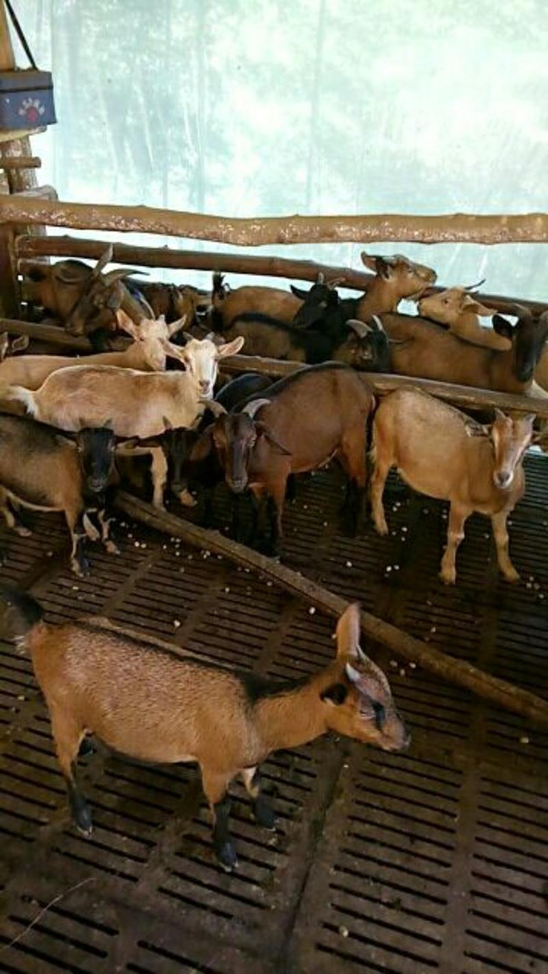 杂交羊40~60斤/头