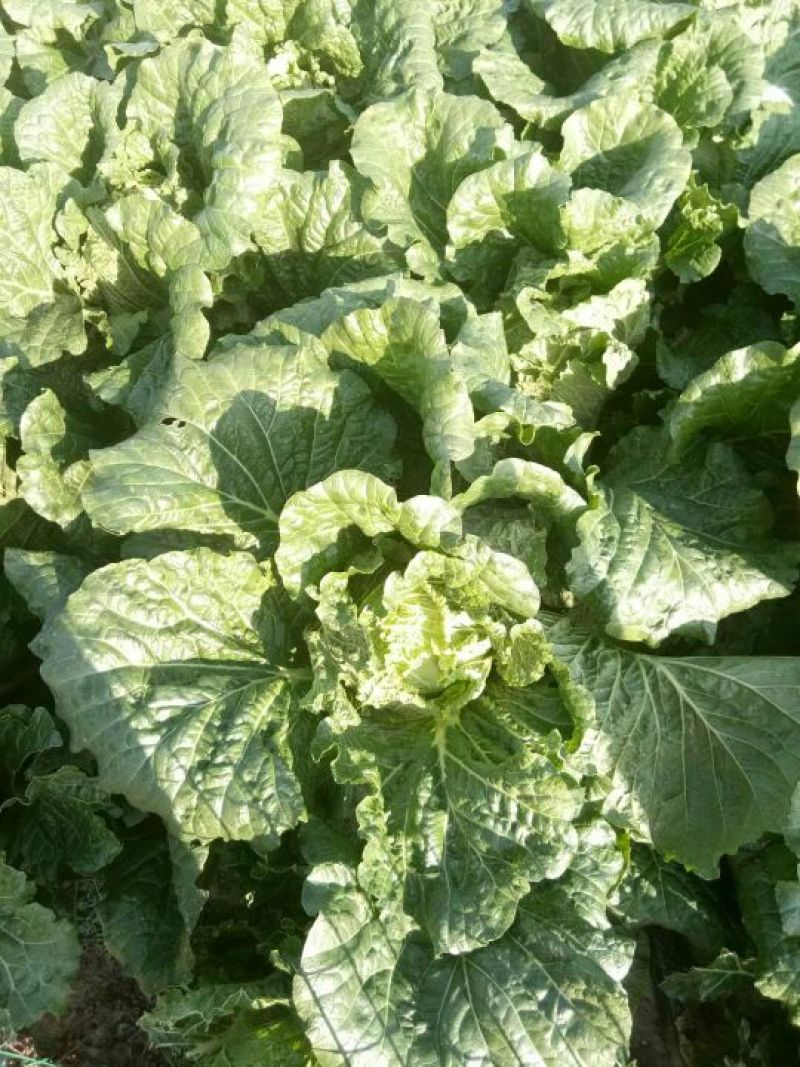 黄心菜白菜4~6斤净菜诚信蔬菜代办代发