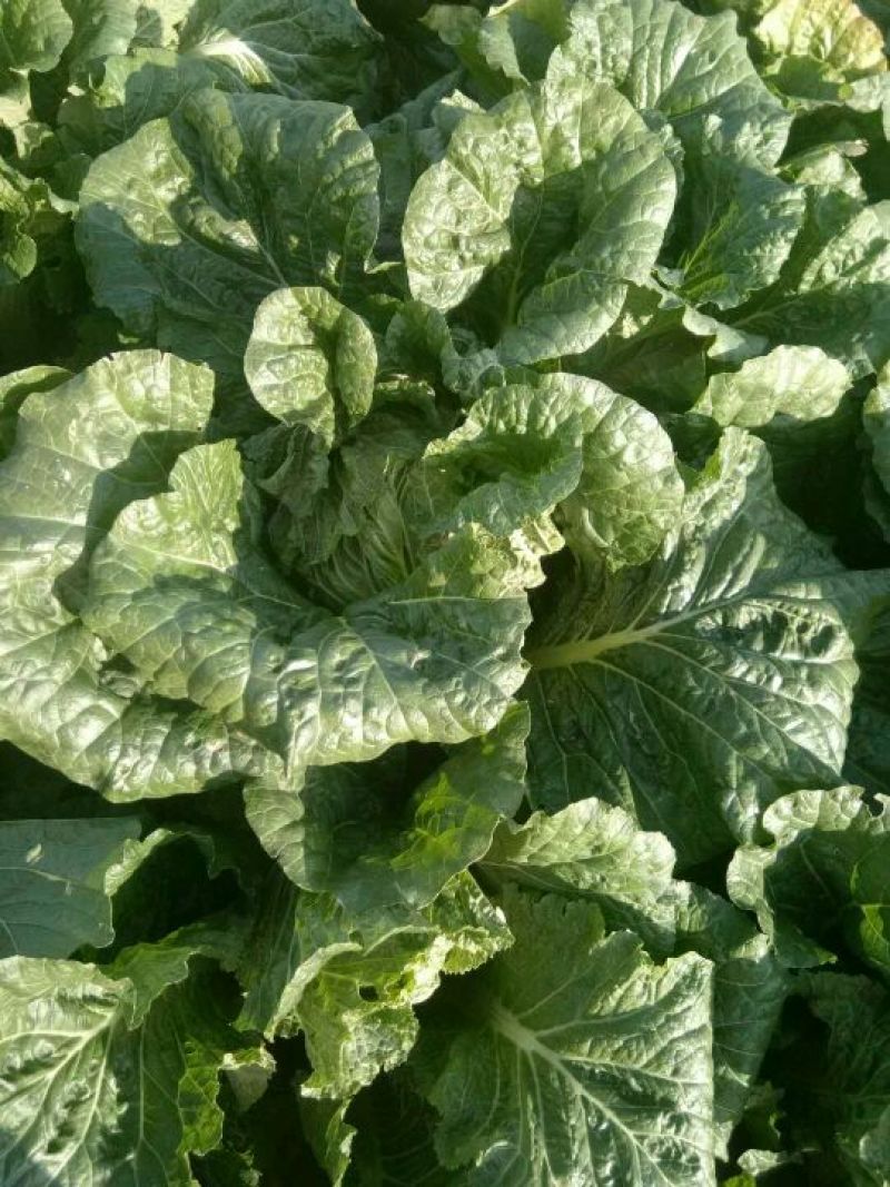 黄心菜白菜4~6斤净菜诚信蔬菜代办代发