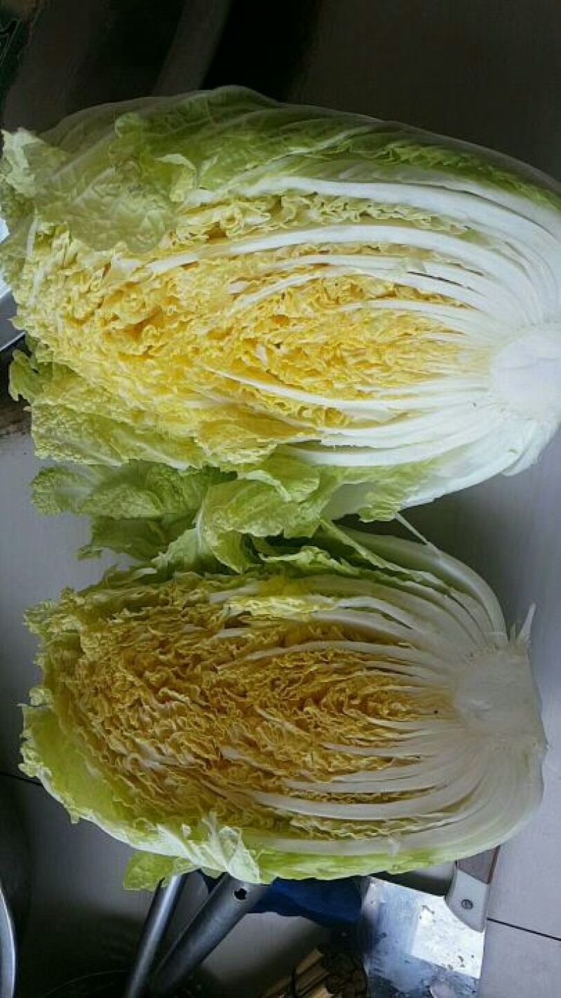 黄心菜白菜4~6斤净菜诚信蔬菜代办代发
