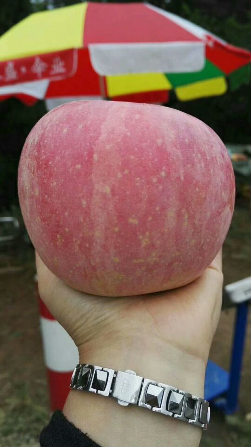 红富士苹果80mm以上纸袋