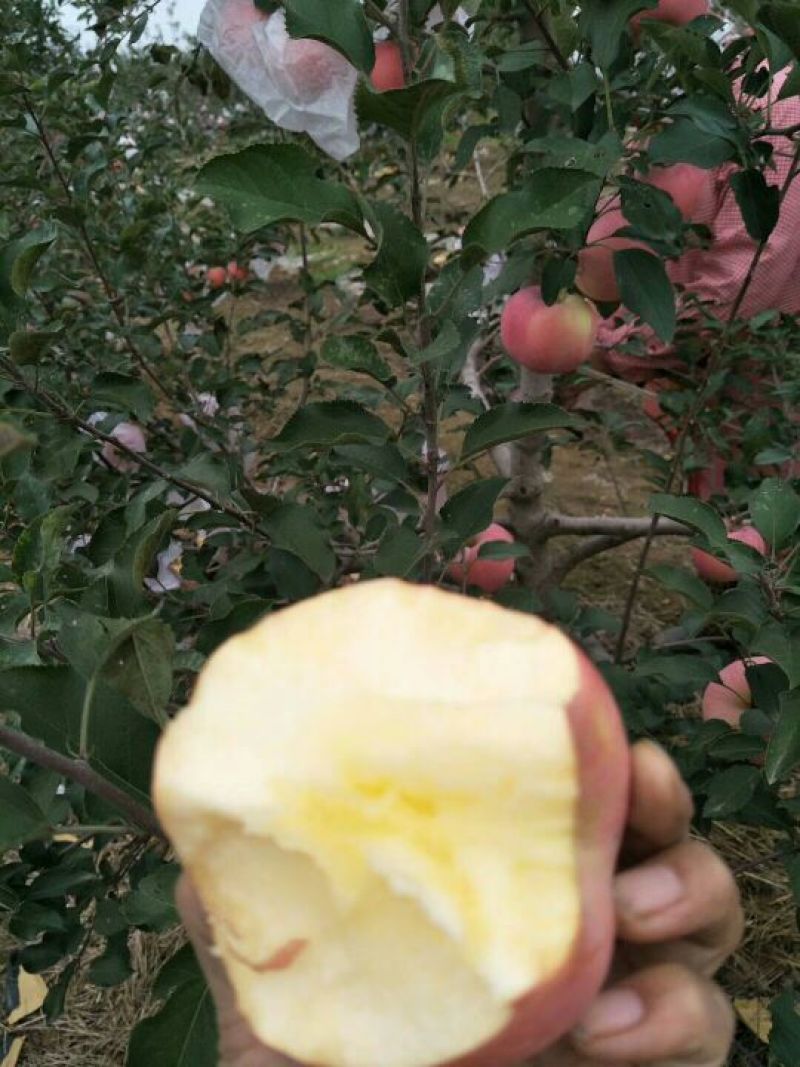 红富士苹果80mm以上纸袋
