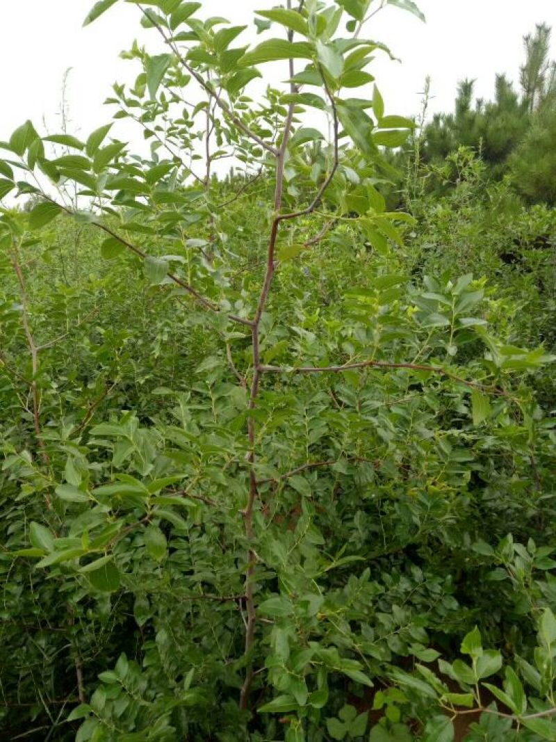 【热卖】山西枣树苗，冬枣苗，酸枣苗，苗品种齐全，现货现发