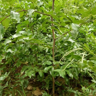 【热卖】山西枣树苗，冬枣苗，酸枣苗，苗品种齐全，现货现发