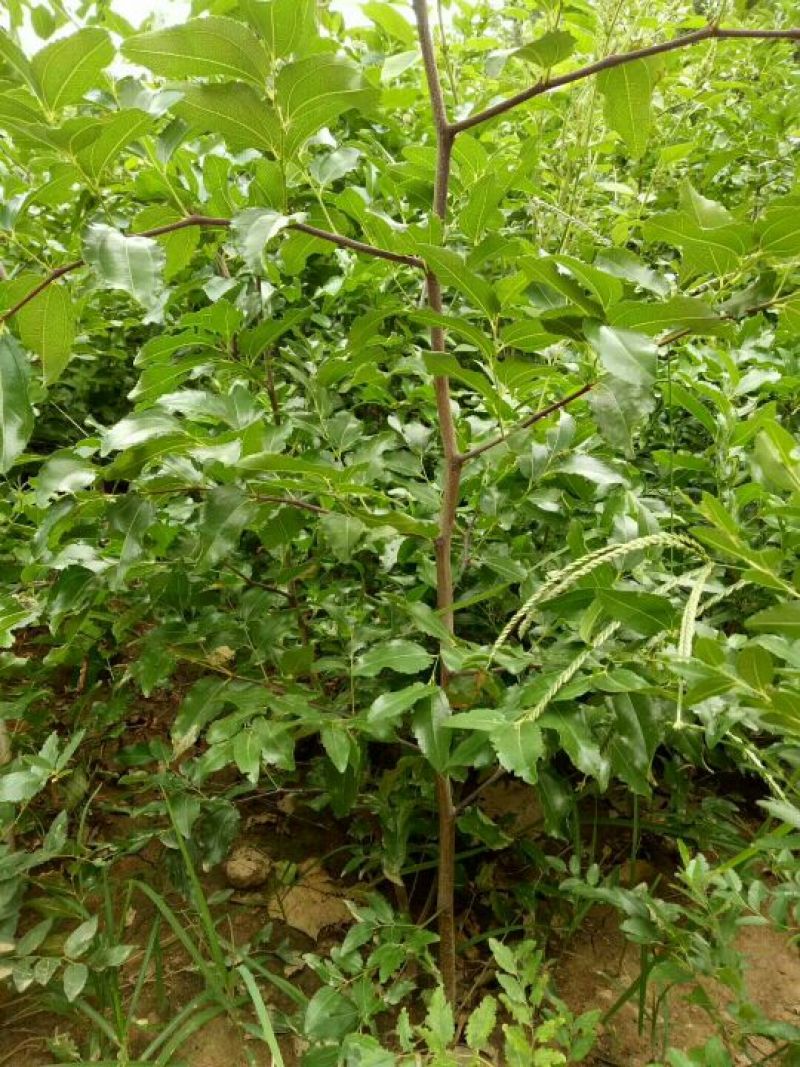 【热卖】山西枣树苗，冬枣苗，酸枣苗，苗品种齐全，现货现发