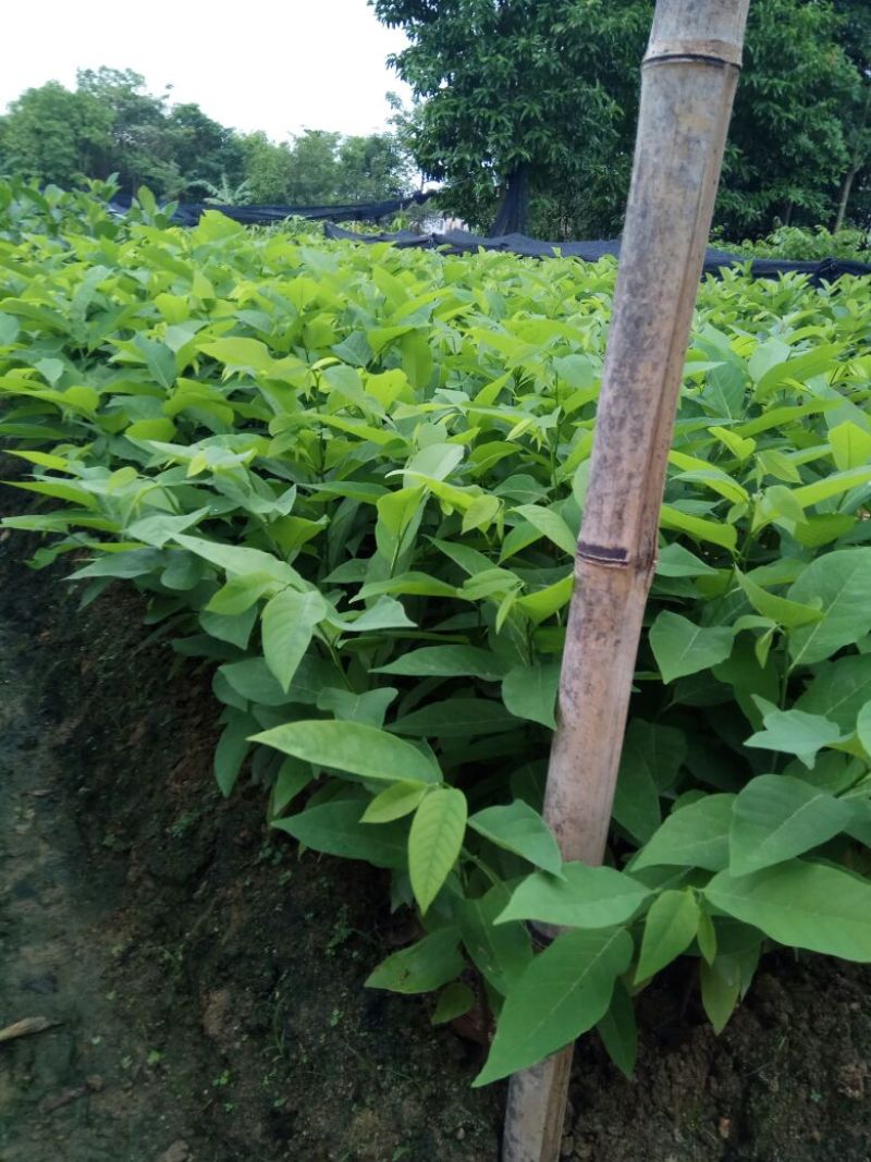 释迦苗30~50cm