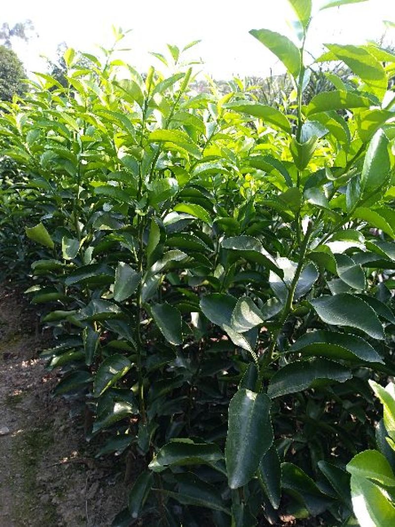 自产自销沙糖桔果苗一年苗三年杯苗金秋沙糖桔苗一年二年苗