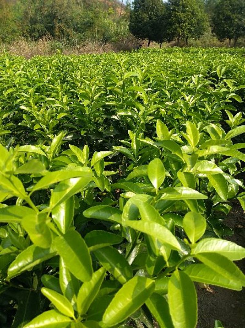 自产自销沙糖桔果苗一年苗三年杯苗金秋沙糖桔苗一年二年苗