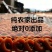 柿饼1~2两