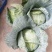 扁包菜通货3公斤以上