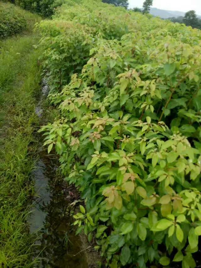 香樟苗小叶樟苗香樟树苗80cm以上