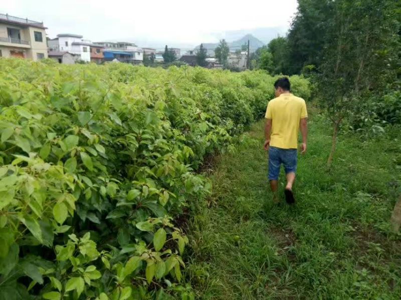 香樟苗小叶樟苗香樟树苗80cm以上