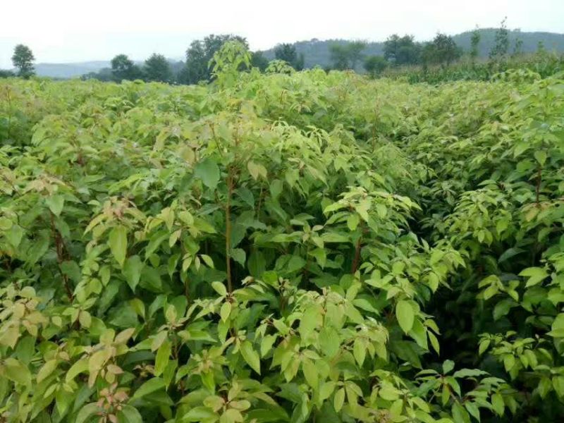 香樟苗小叶樟苗香樟树苗80cm以上