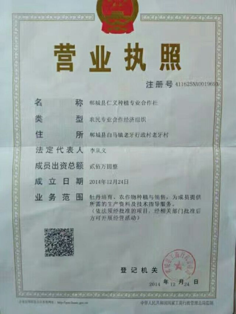 油牡丹苗，二年苗