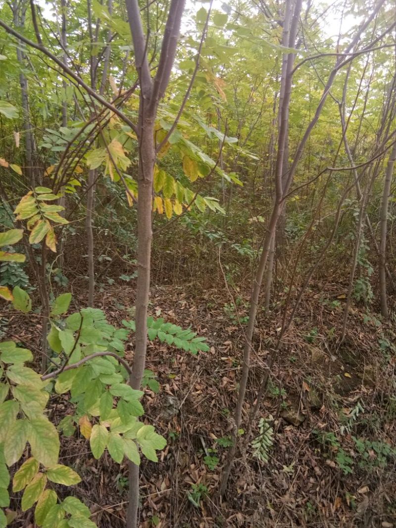 刺槐苗，白花槐，洋槐苗，一年种子苗，二年苗起步