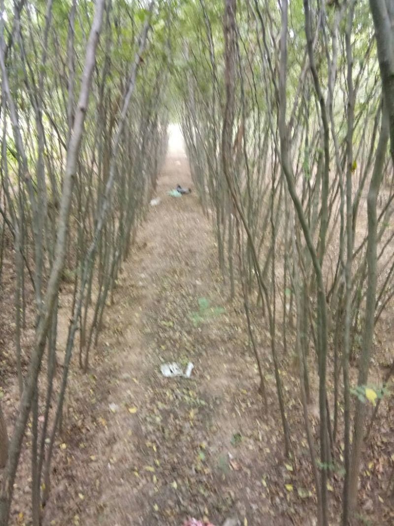 刺槐苗，白花槐，洋槐苗，一年种子苗，二年苗起步