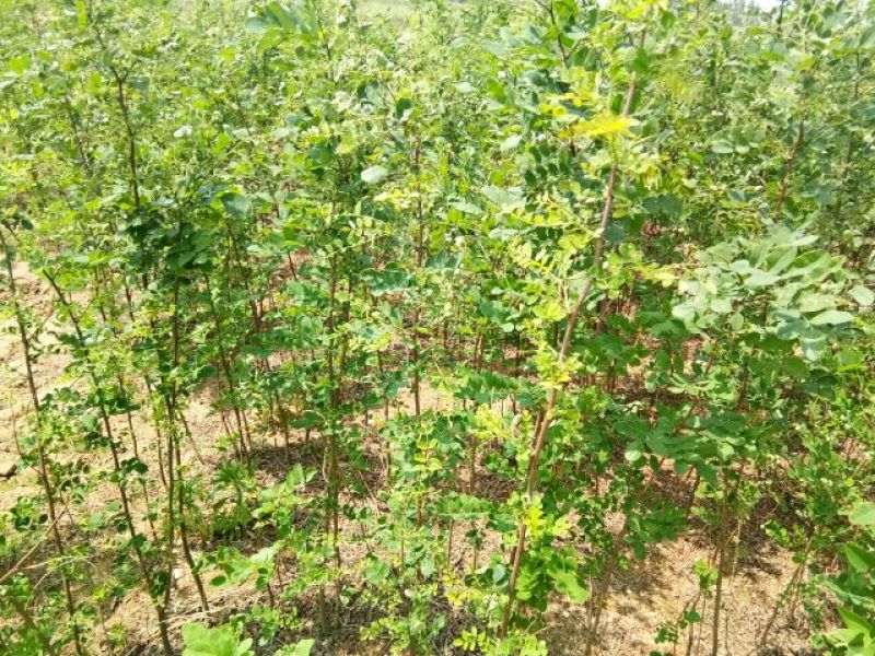 刺槐苗，白花槐，洋槐苗，一年种子苗，二年苗起步