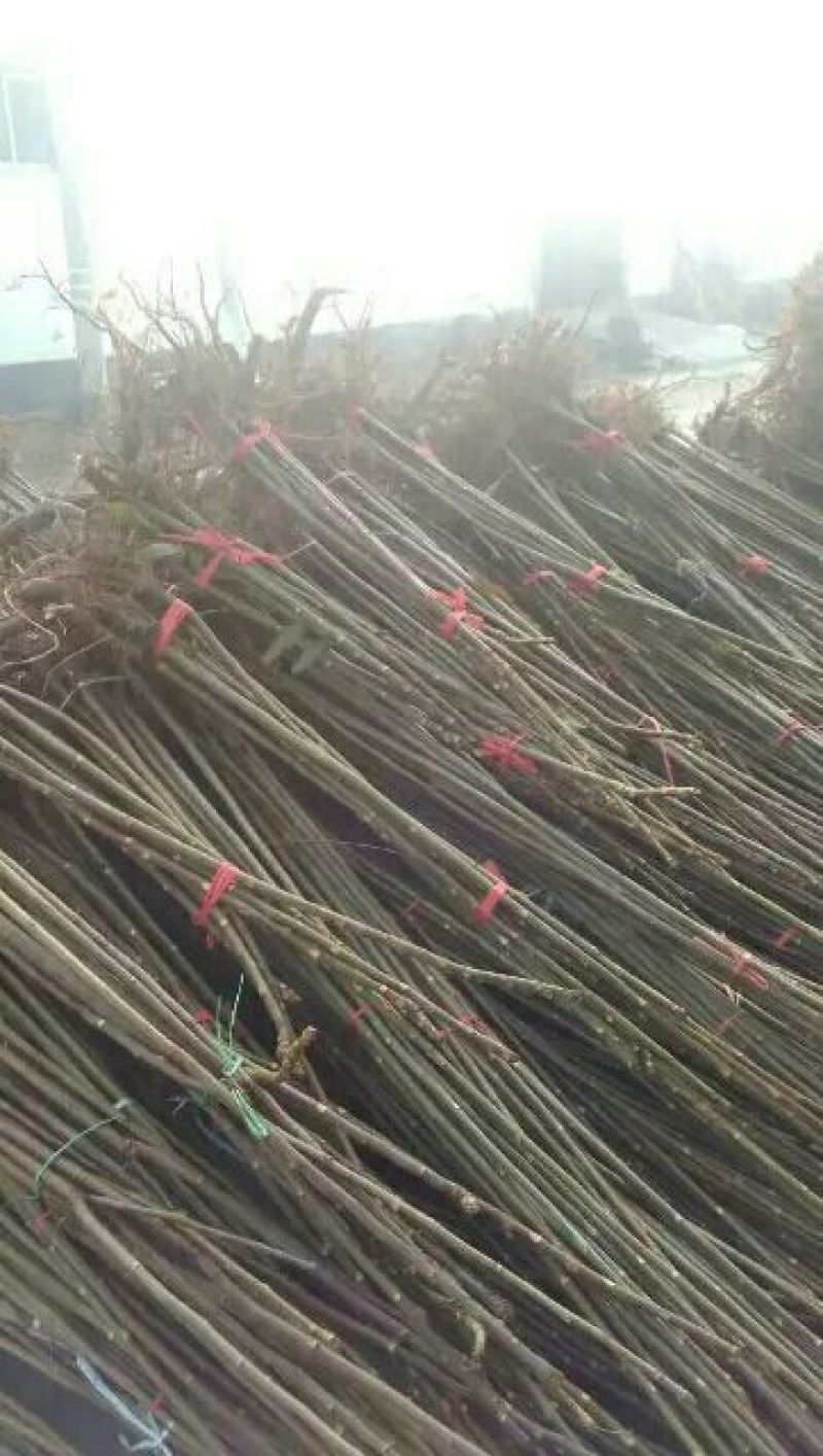 刺槐苗，白花槐，洋槐苗，一年种子苗，二年苗起步