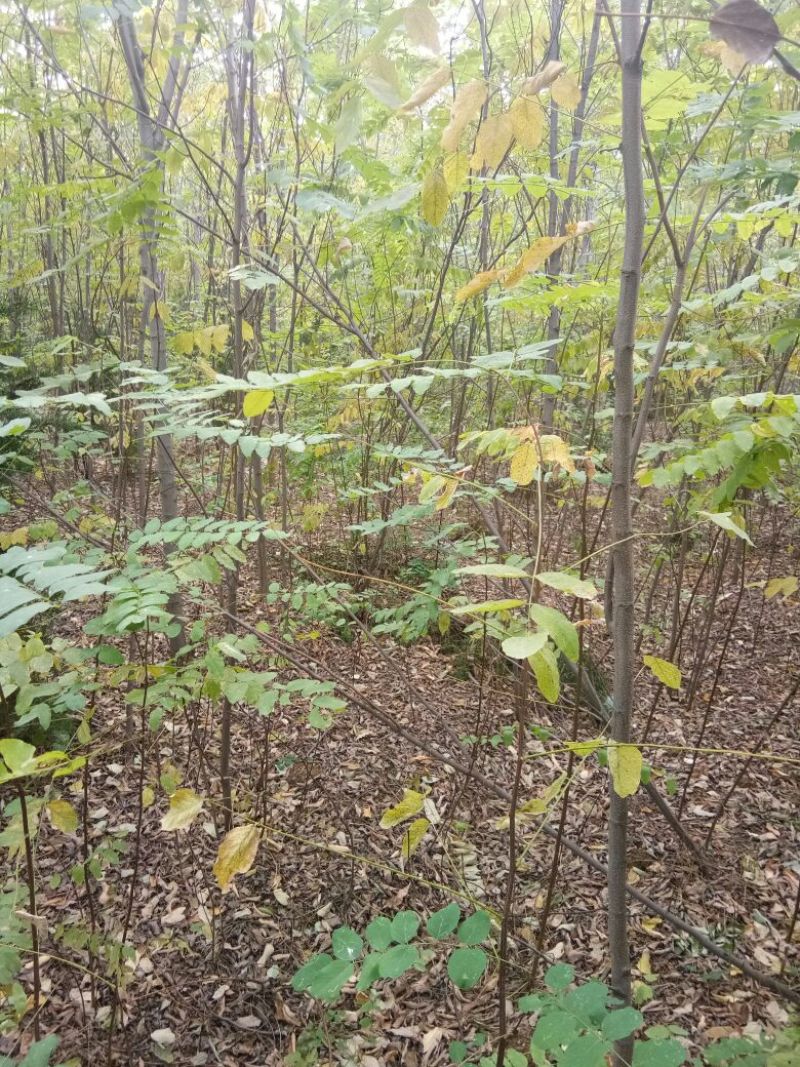 刺槐苗，白花槐，洋槐苗，一年种子苗，二年苗起步