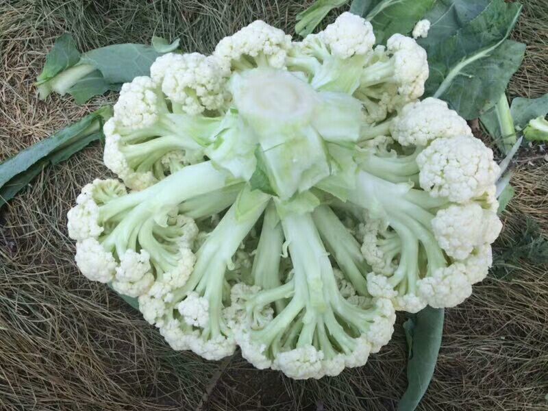 花菜，青梗小米松花菜直供产地，对接电商，销售各大市场