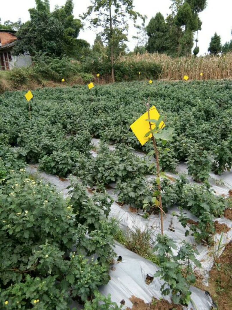 金丝皇菊茶特级
